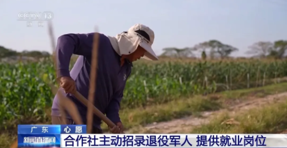 1770020814427341.png 4444444444444444444.png